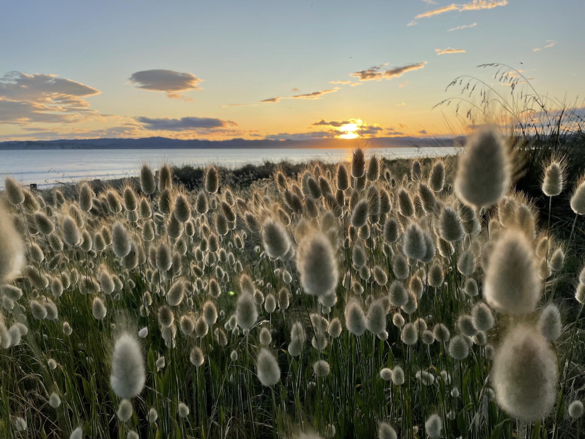 Fluffy reeds in the foreground of a beach at sunset.